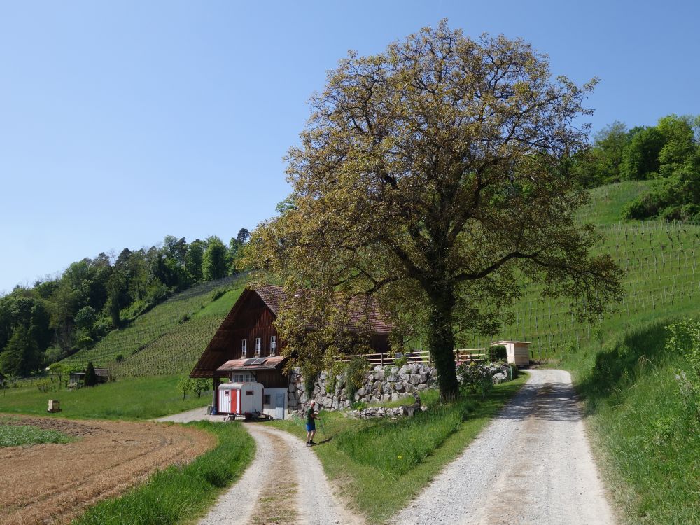 Haus unterm Steig