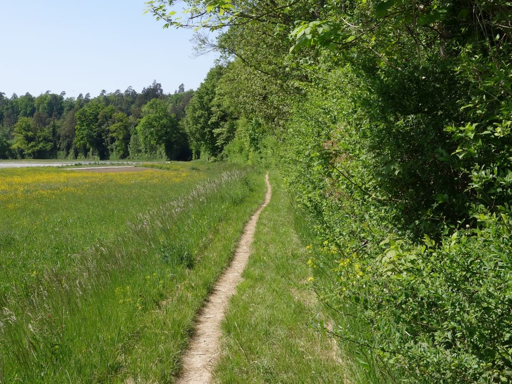 Pfad am Heckenrand