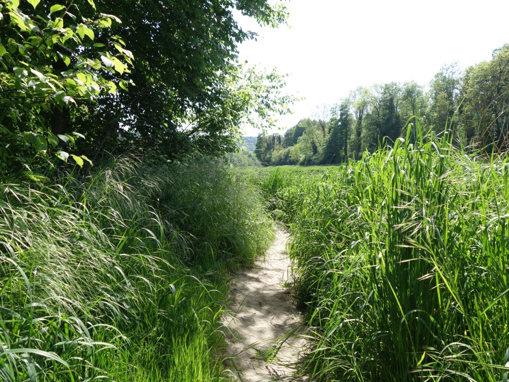 Pfad durch Schilf
