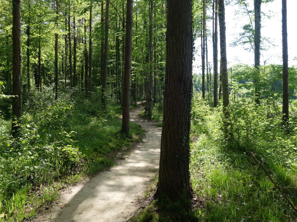 Waldpfad bei Inslen