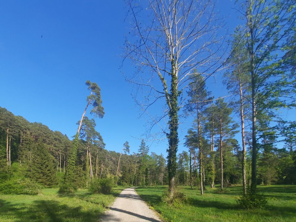 Weg durch parkähnlichen lichten Wald
