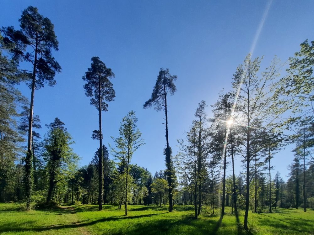 Bäume im Gegenlicht