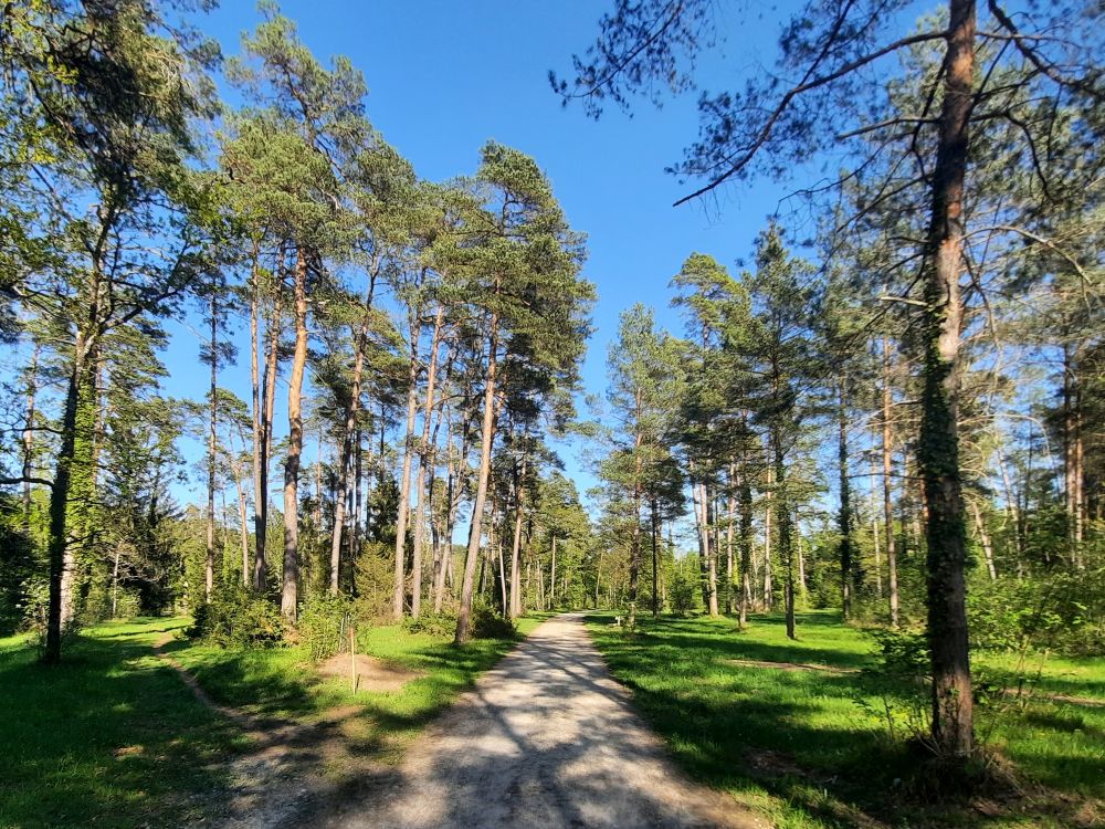 Weg durch parkähnlichen lichten Wald