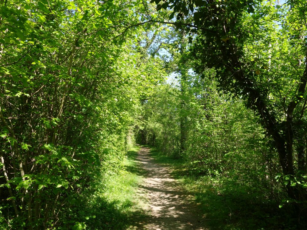 Pfad in Thurnähe