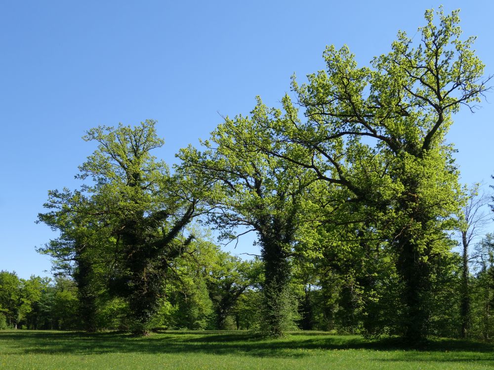 Bäume bei Wolau