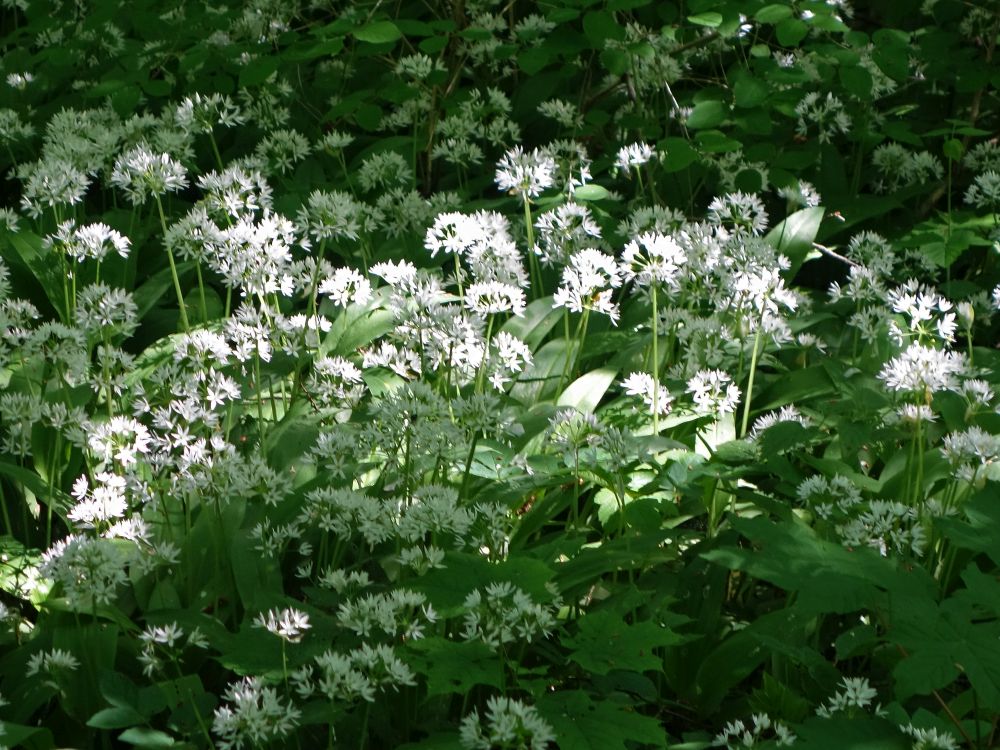 Bärlauchblüten