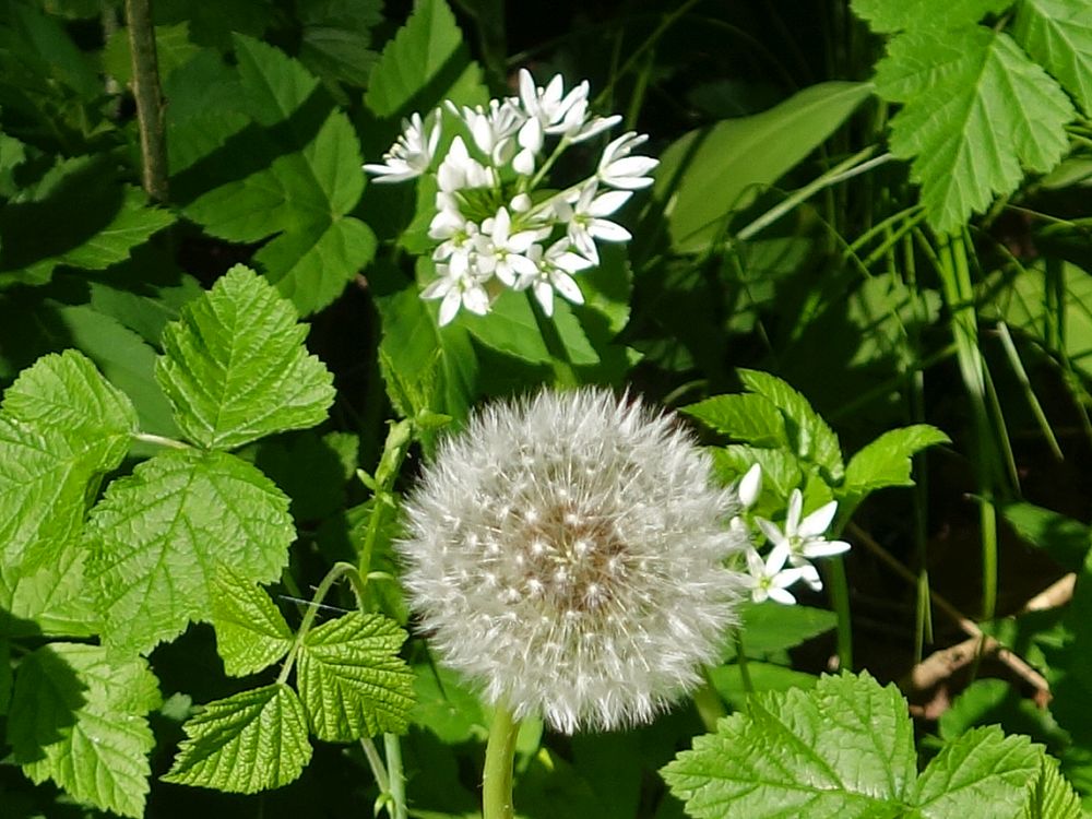 Pusteblume und Bärlauch