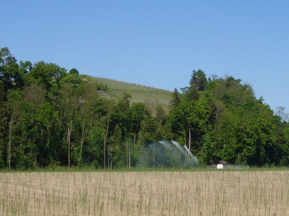 Spargelfeld unterm Hummenberg