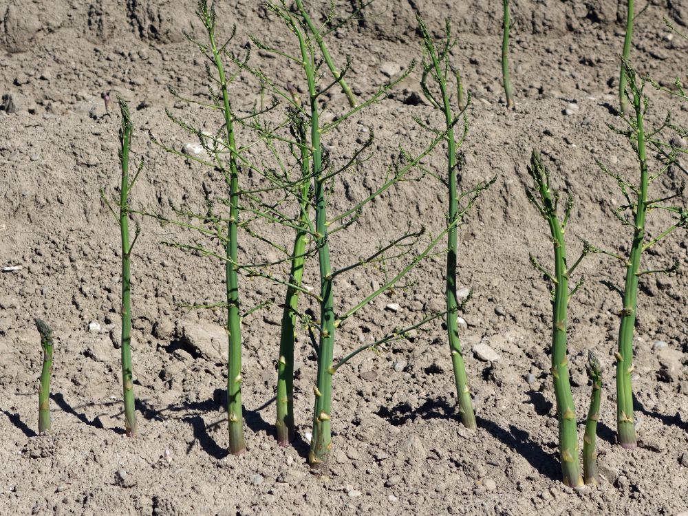 Spargel