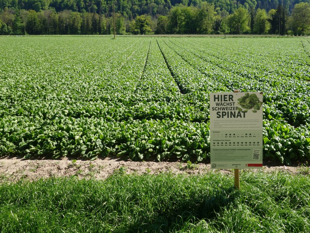 Spinatfeld