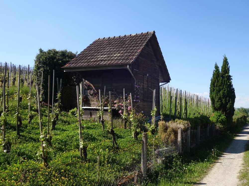 Weinberghütte