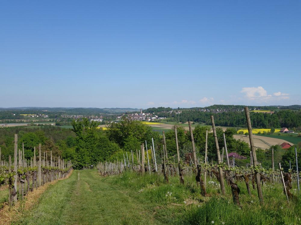 Weinberg und Kleinandelfingen