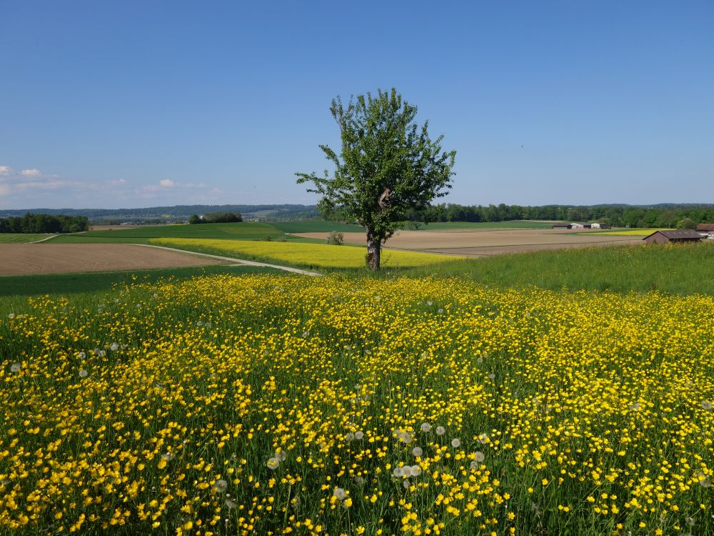 gelbe Blumenwiese