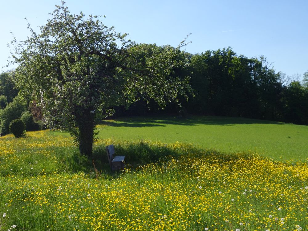 Sitzbank im Baumschatten