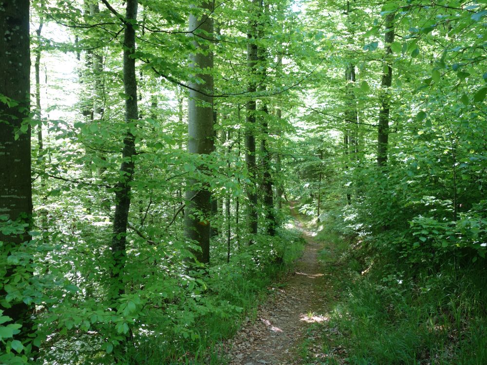 Waldpfad bei Leuacker