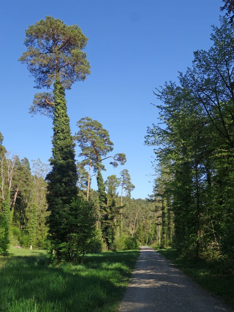 Weg am Moor