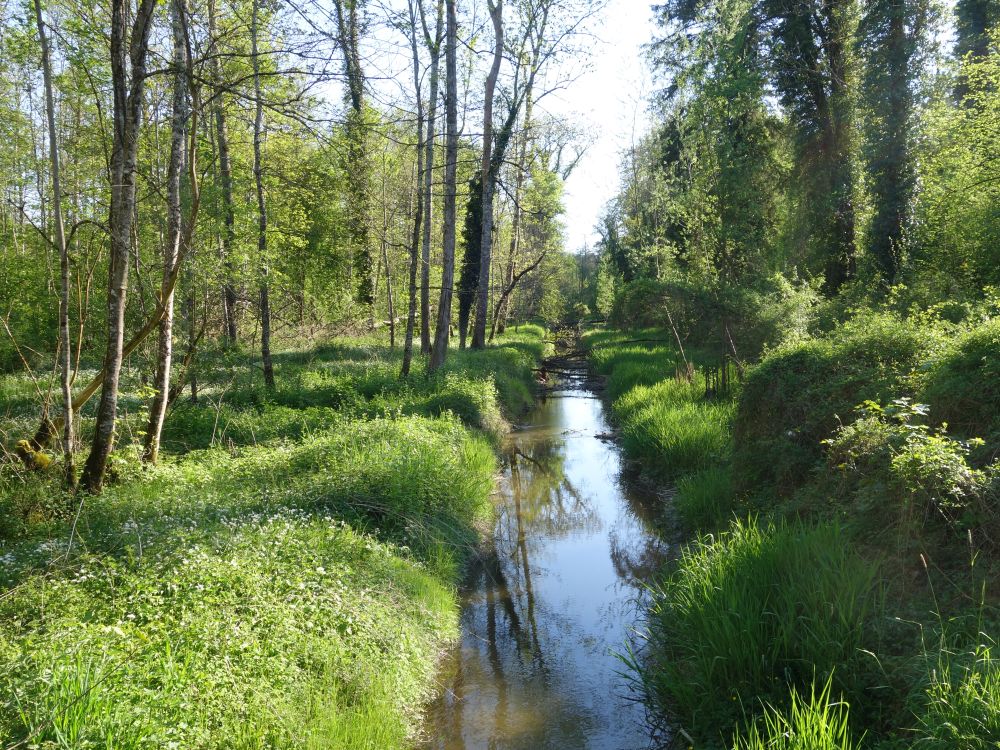 Mederbach