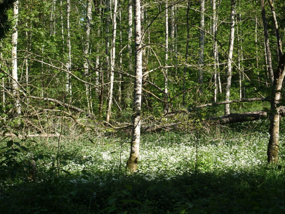 Bärlauchblüten