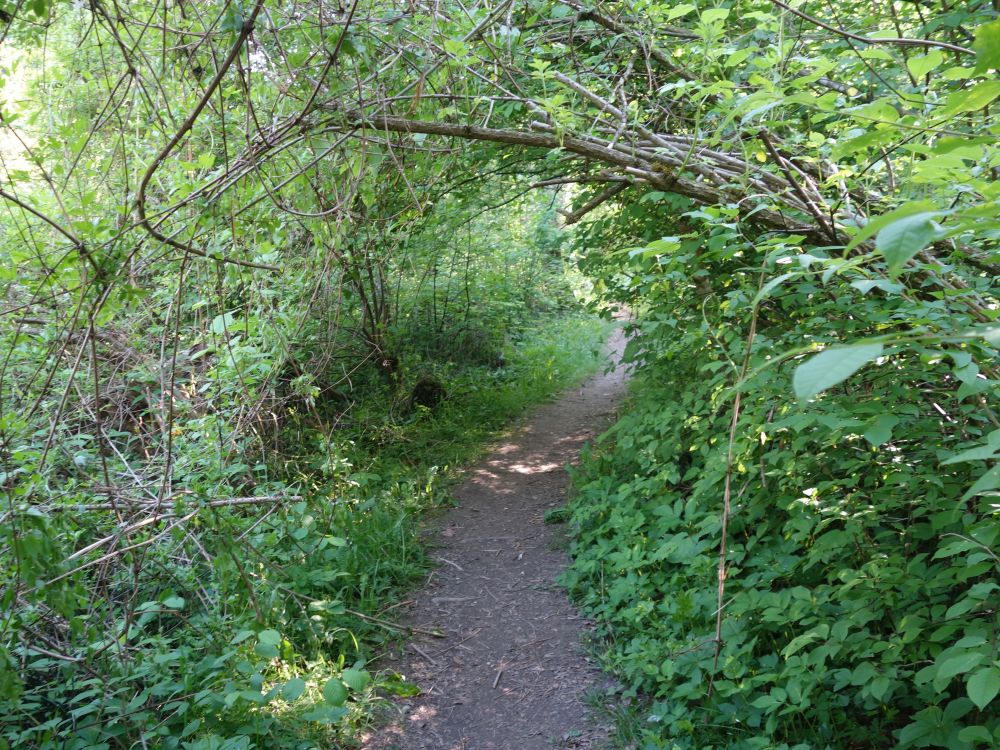 Pfad am Mederbach