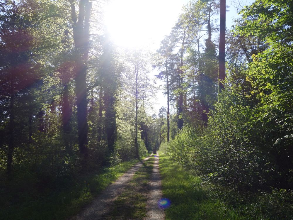 Waldweg