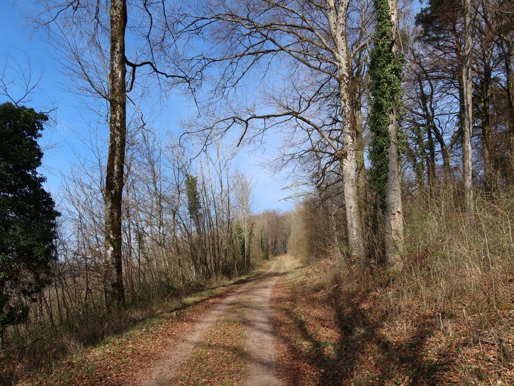 Waldweg