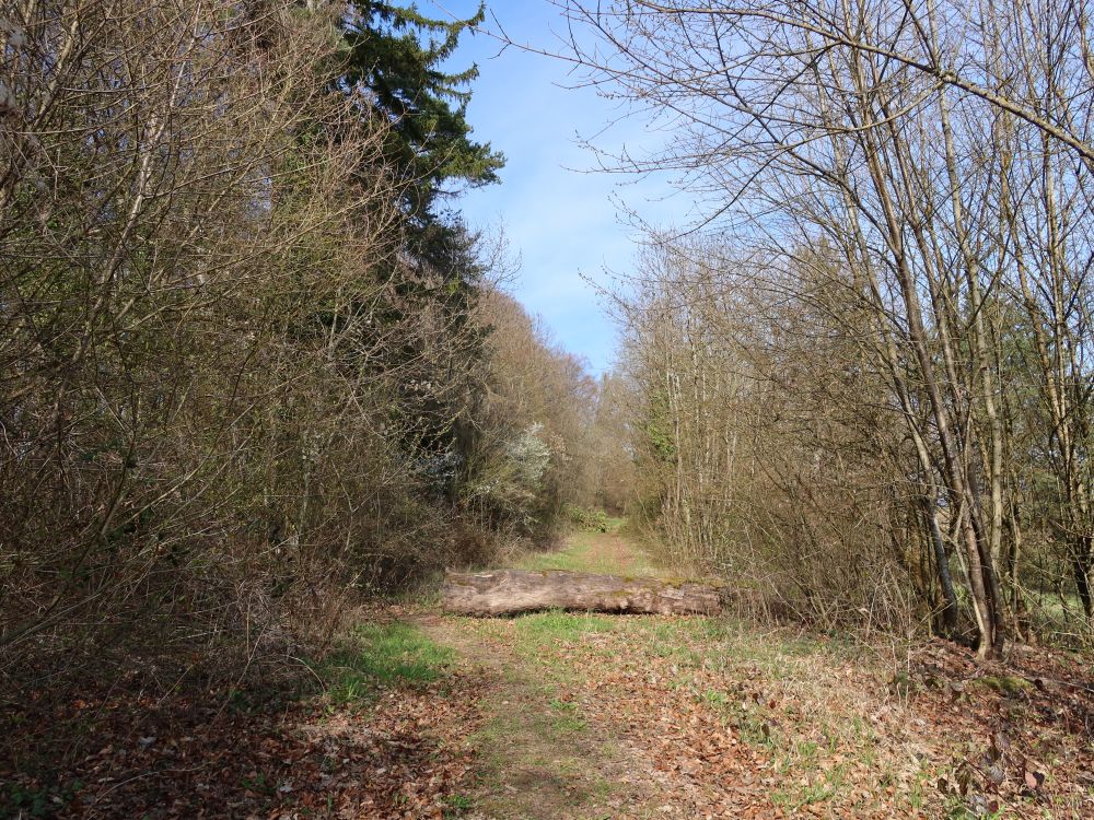 querliegender Baumstamm