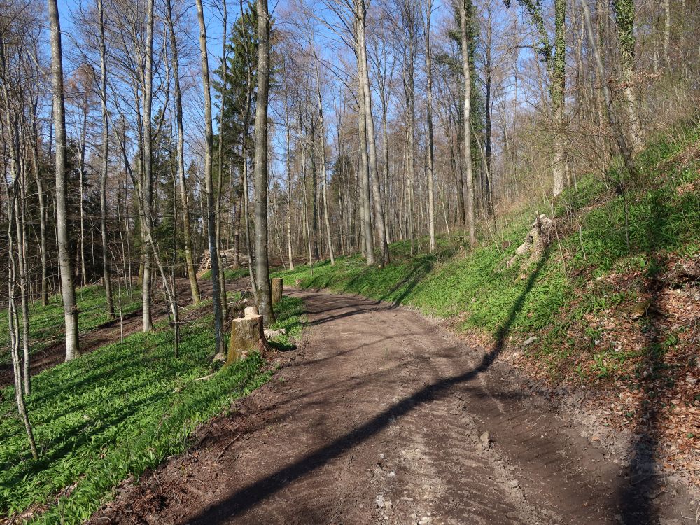 Bärlauch am Waldweg