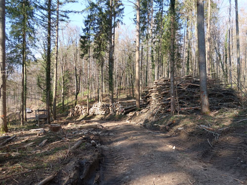 Holzschlag am Hüttenweg
