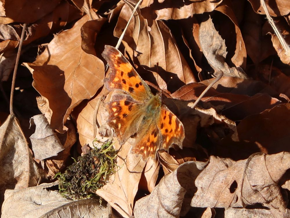 Schmetterling C-Falter