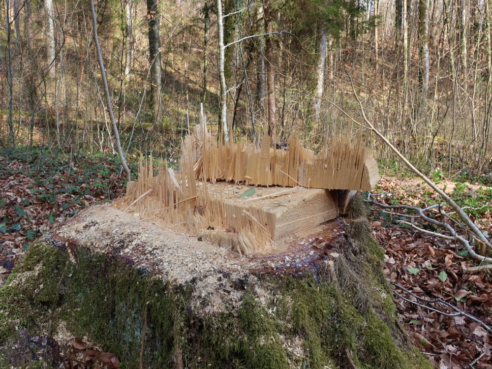 Baumstumpf