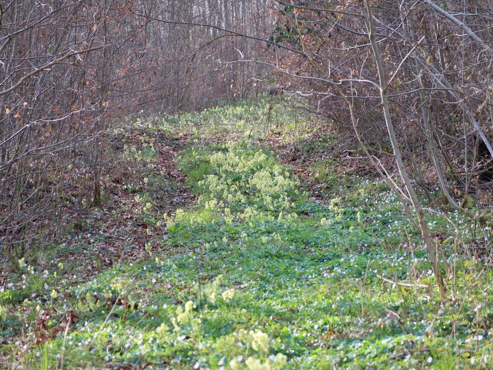 Schlüsselblumen