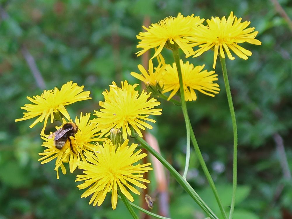 Wiesen-Pippau mit Biene