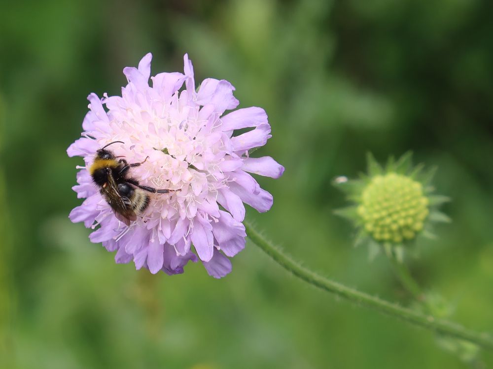 Witwenblume mit Biene