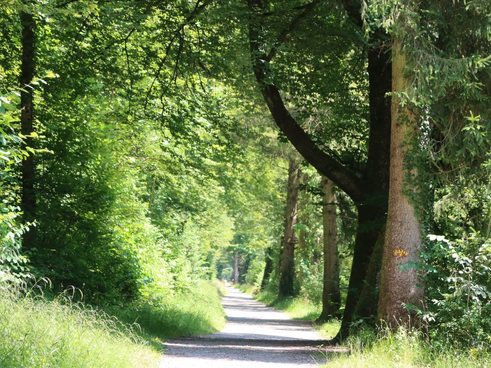 Baumallee an der Töss