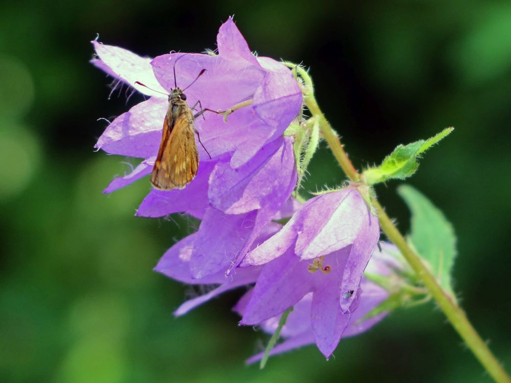 Schmetterling Dickkopffalter