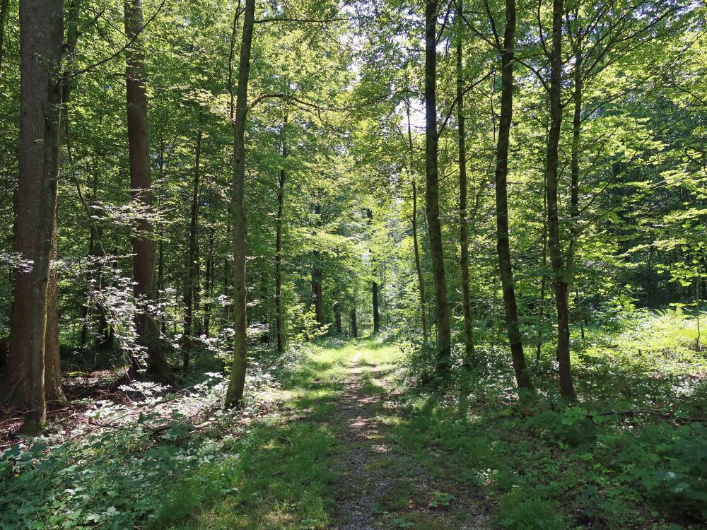 Waldweg