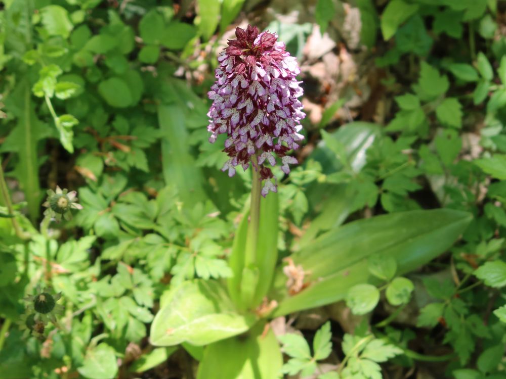 Orchidee
