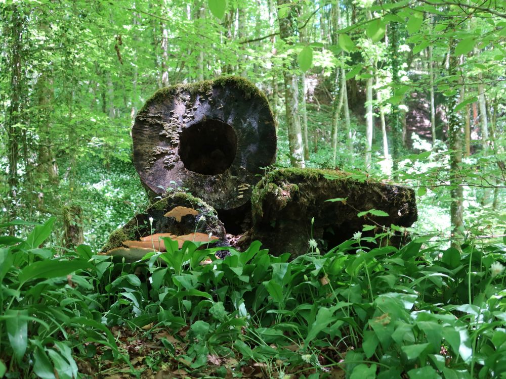 Bärlauch und hohler Baumstumpf