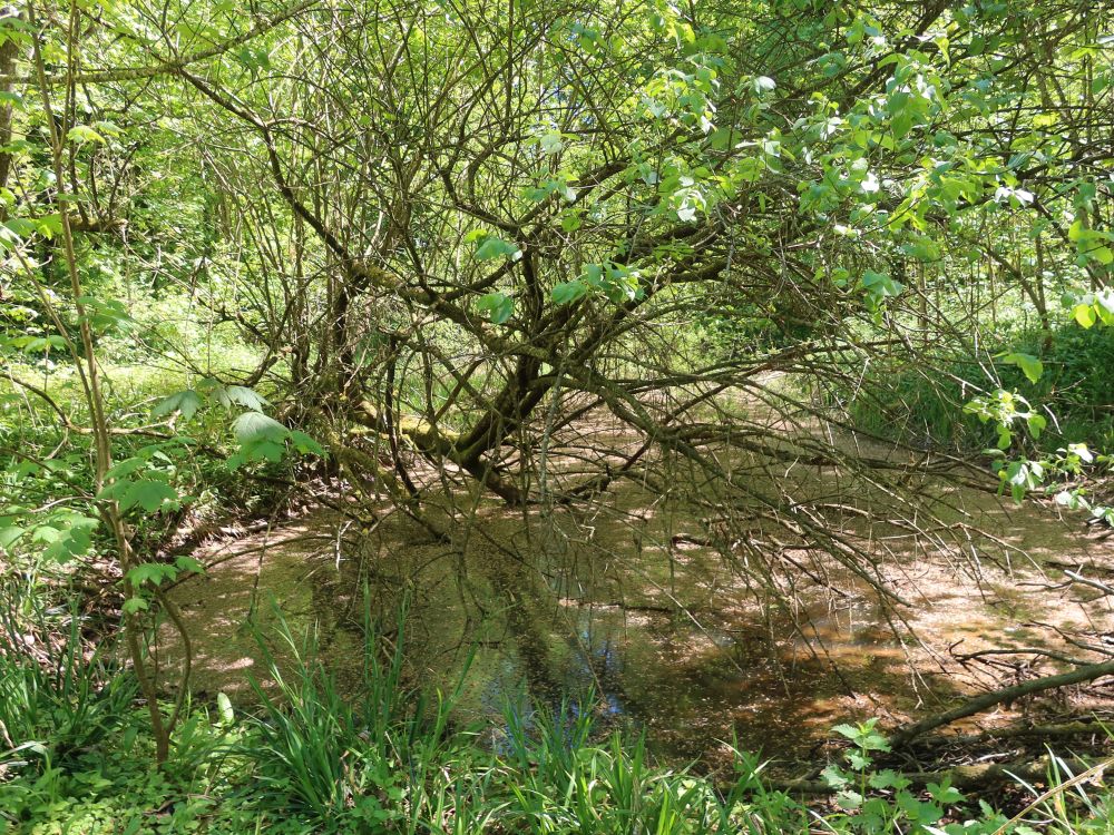 Teich im Totental