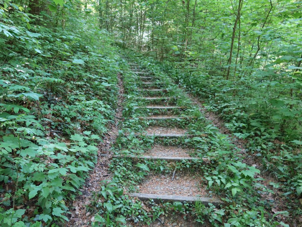 Treppe durch Bärlauch