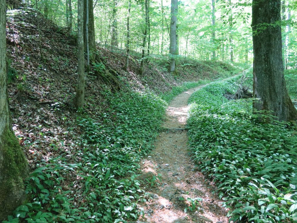 Bärlauch am Alpenklubweg