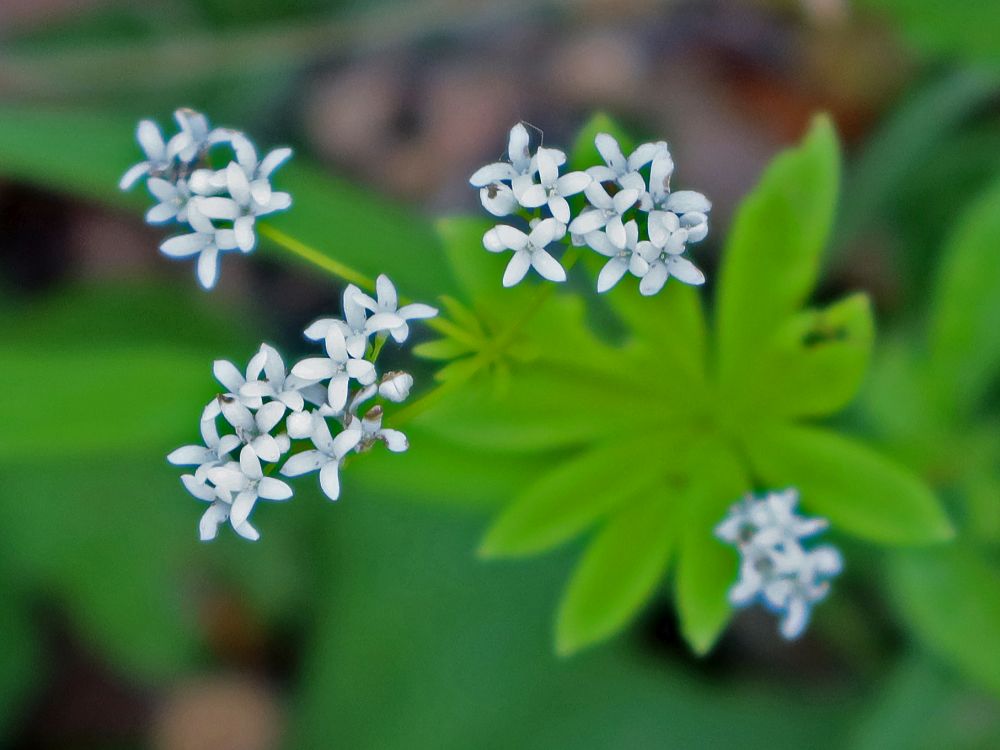 Waldmeister