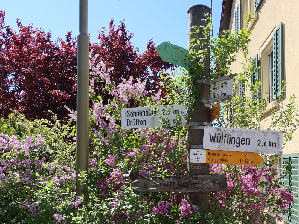 Flieder und Wegweiser