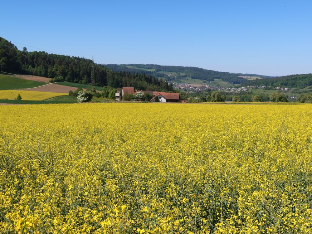 blühendes Rapsfeld