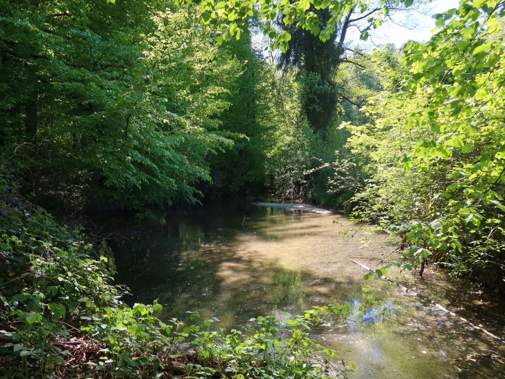 Teich am Steinbach