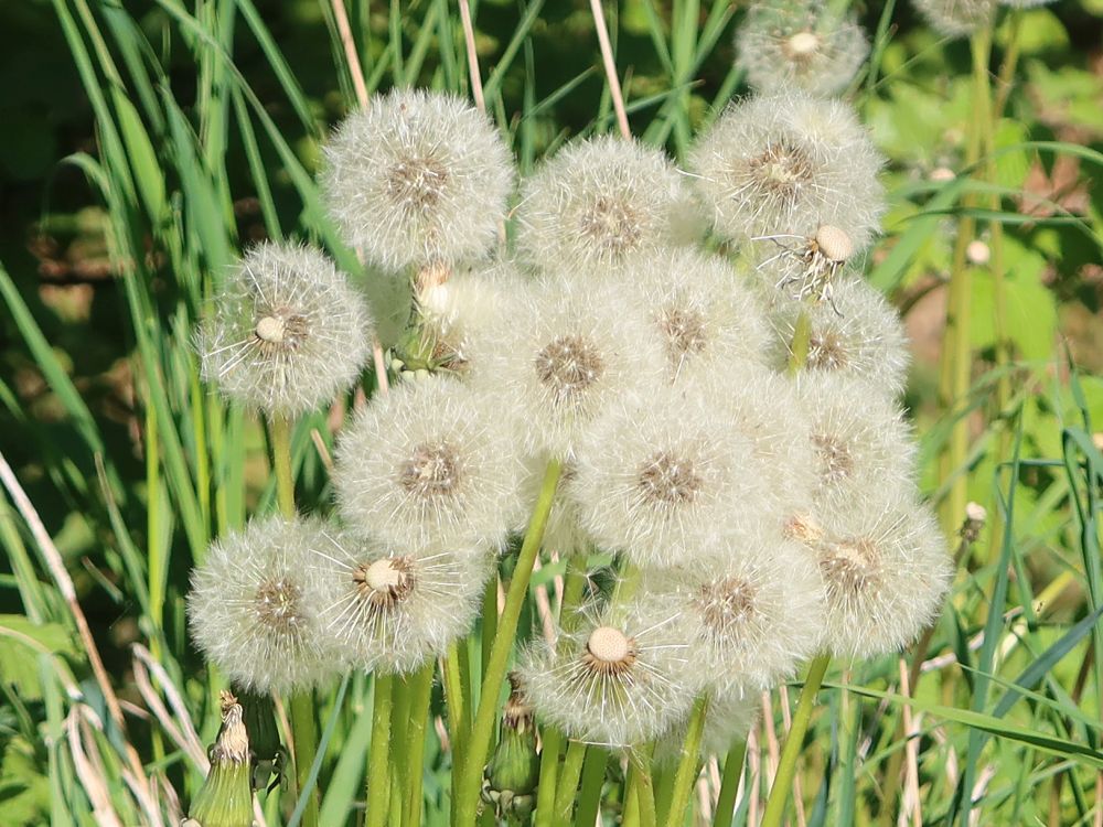 Pusteblumen
