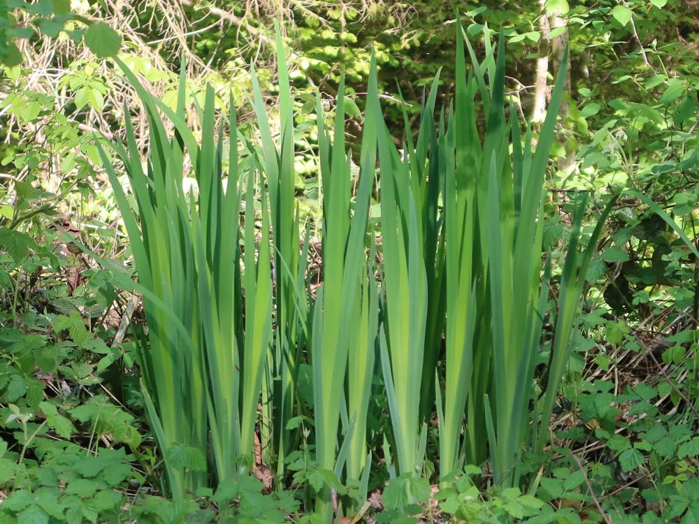 Sumpf-Schwertlilie