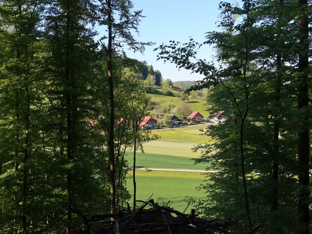 Riet zwischen den Bäumen