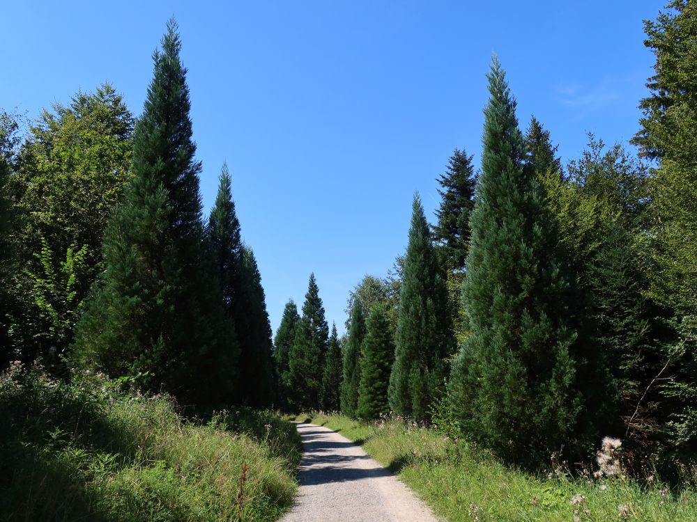 Schwendenholzweg Mamutbaum-Allee