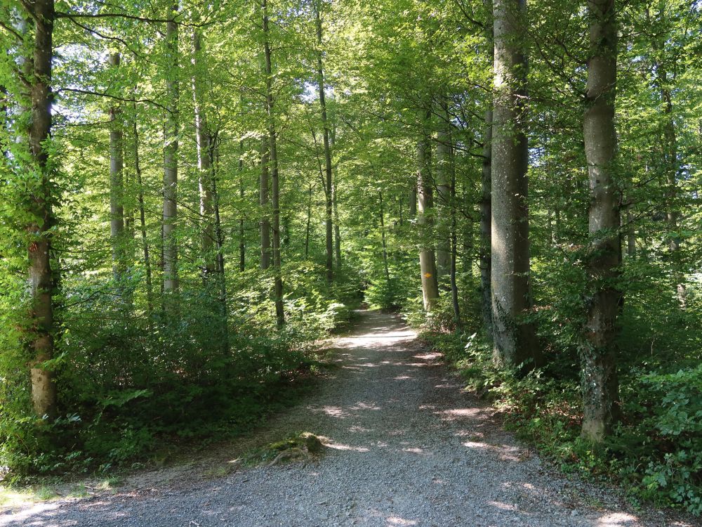 Waldweg